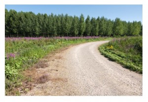 Curved dirt road with flowers and forest