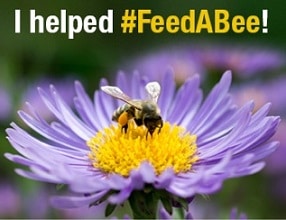 Feed-A-Bee