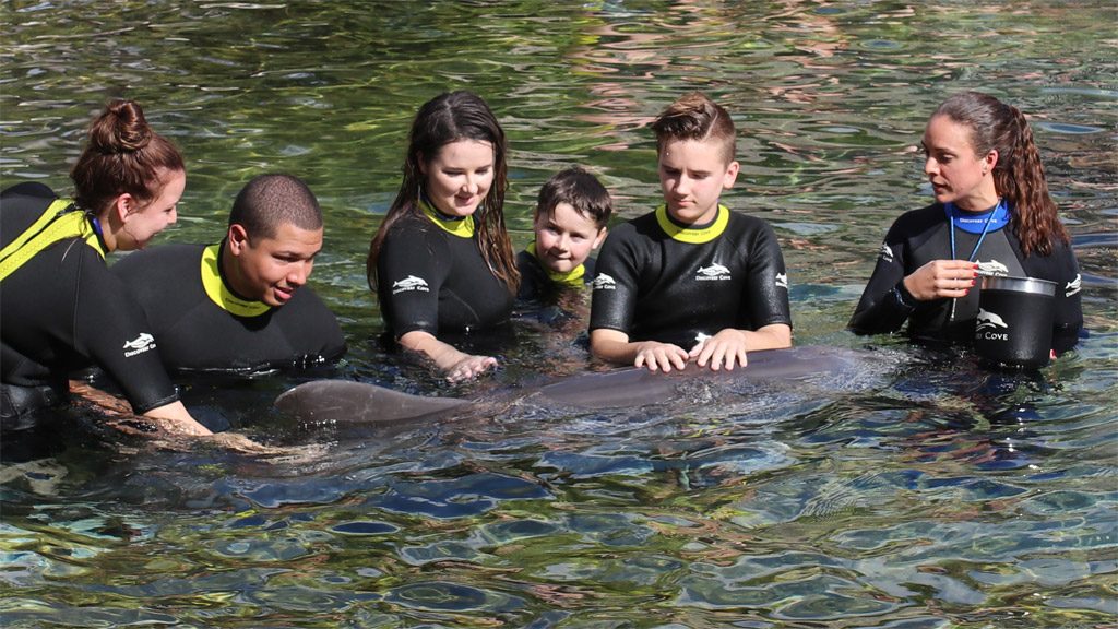 swim with dolphins at SeaWorld Discovery Cove